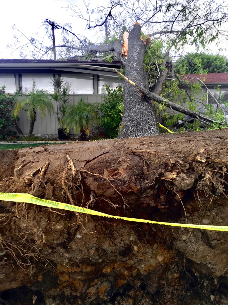 wind damage insurance claims dispute lawyers